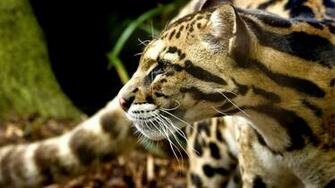 Ocelot Wild Cat HD Wallpaper Background Wallur
