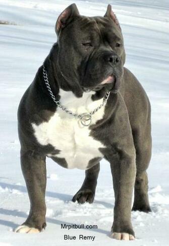 Blue Pitbulls Remy Pitbull Pictures