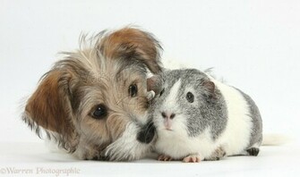 Yorkshire Terrier Pups Weeks Old Kissing On Pink Background Picture