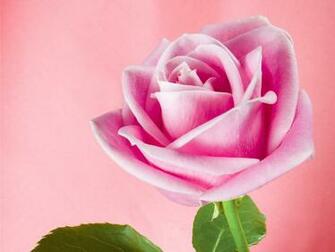 Pink Roses Rose Wallpaper Light