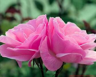 High Quality Rose Wallpaper Screensavers And Background