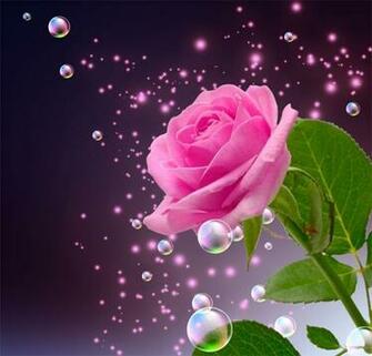 Pictures Beautiful Roses