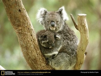 Koala Picture Desktop Wallpaper
