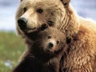 Mother And Baby Bears Wallpaper HD