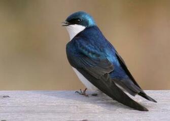Swallow Wallpaper Animal Hq Pictures 4k