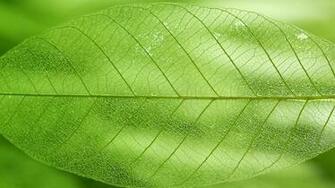 Green Leaf Wallpaper