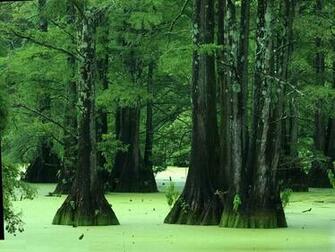 Swamp Computer Wallpaper Desktop Background