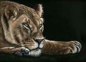 Pictures Lions Lioness Big Cats Paws Animals Painting Art Black