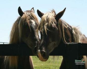 Rocky Mountain Horse Screensaver And Wallpaper