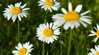 Spring Wallpaper Resolution Best