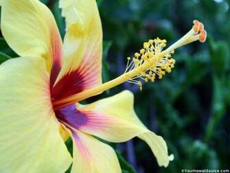 Hawaiian Flowers Wallpaper
