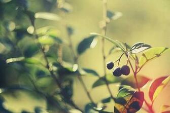 Berries Wallpaper For Windows Pc And Apple Mac