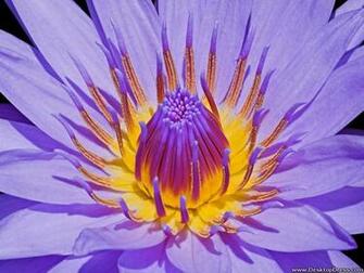 Desktop Wallpaper Flowers Gardens Background Water Lily