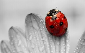 Ladybug Animals Wallpaper