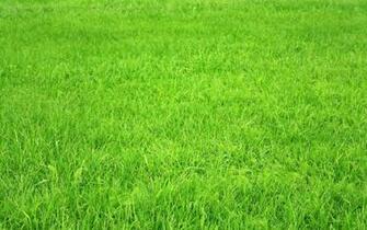 Grass HD Wallpaper Background Image Id
