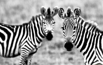 Wallpaper Black And White Zebras