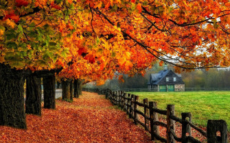 Fall Autumn Wallpaper