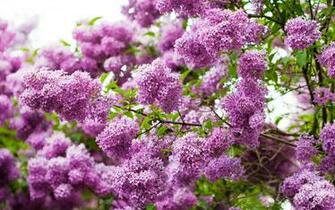 To Wallpaper Just Right Click On Pictures And Select Save