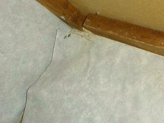 Mold Behind Wallpaper