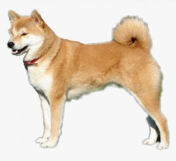 Shibe Transparent Dog Shiba Inu Background HD Png