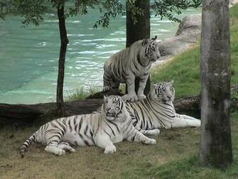 Nature Wallpaper White Tigers Desktop