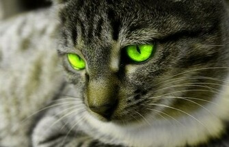 Cat Green Eyes Wallpaper