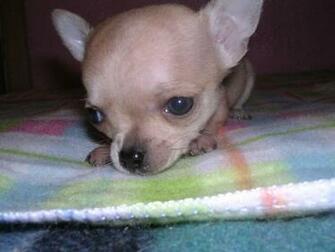 Teacup Chihuahuas HD Wallpaper