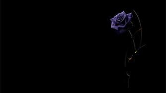 Beautiful Purple Rose On A Black Background Wallpaper And Image