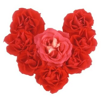 Flowers Hearts Roses White Background Red Rose Wallpaper