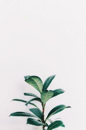 White Aesthetic Plants Wallpaper Top