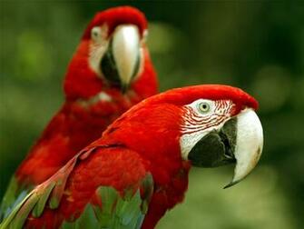 Parrot Kissing Girl Full HD Wallpaper 1080p