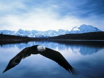 Bald Eagle Wallpaper Fun Animals Wiki Videos Pictures Stories