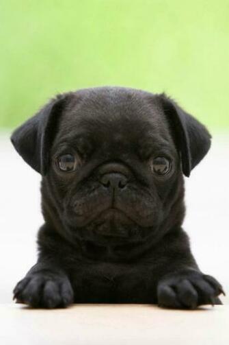 Black Pug iPhone Wallpaper HD iPhonewalls
