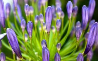 Spring Flowers Desktop Pc And Mac Wallpaper