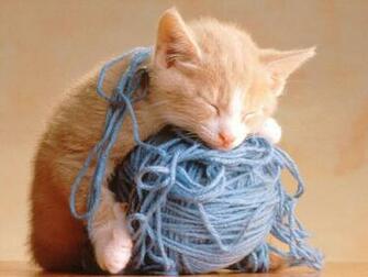 Cute Kittens Image Adorable Lil HD Wallpaper And Background