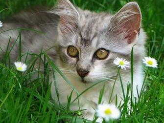 Cat Image High Definition Image Pictures