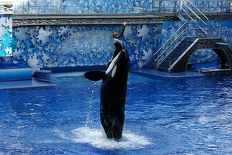 Shamu Wallpaper
