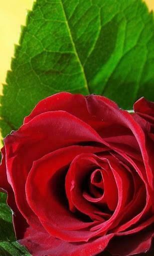 Captura De Pantalla 3d Love Rose Live Wallpaper Para Android