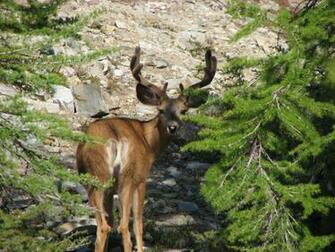 Mule Deer Wallpaper Weddingdressin
