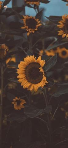 Best Moody iPhone HD Wallpaper