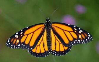 Wallpaper Desktop Butterflies HD Butterfly
