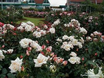 Just Our Pictures Of Roses Chanelle Bed