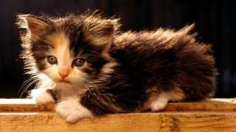 Little Fluffy Kitten Wallpaper