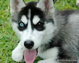 Siberian Husky Puppy Jpg