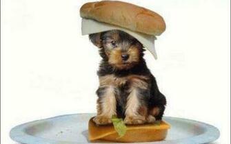 Cute Puppy Puppies Wallpaper