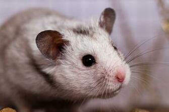 Cute Hamster Wallpaper