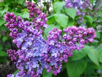 Blossoms Syringa Lilac