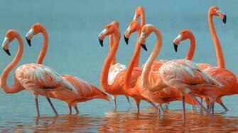 Wallpaper Flamingo