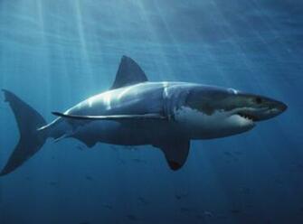 Planet Earth Shark HD Wallpaper In Animals Imageci