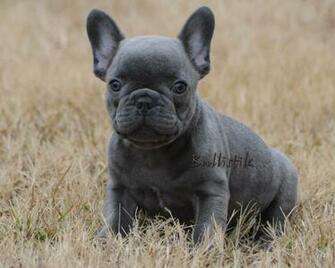 French Bulldog Wallpaper Pattern